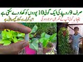 A tablet of just rs9 can fertilize 10 plants  surely this tablet will be present in your house