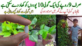A tablet of just Rs.9 can fertilize 10 plants | Surely this tablet will be present in your house