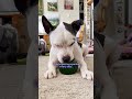 Pittie Who Was In The Shelter For Over 600 Days Is So Spoiled Now | The Dodo
