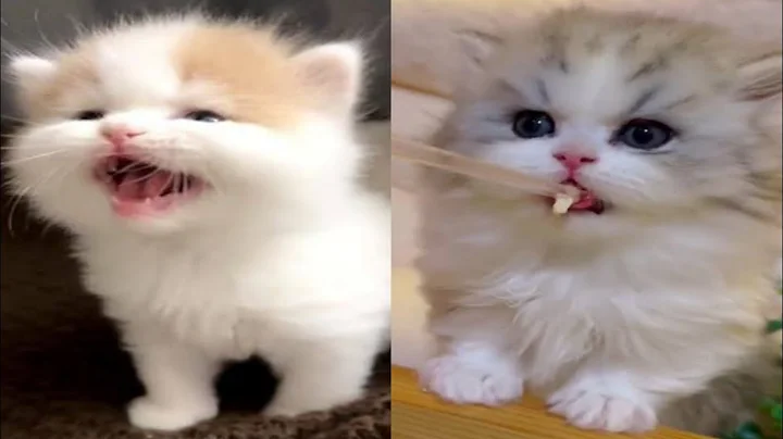 Video 6961551: cats kitten compilation, cat baby newborn kitten, kittens cute baby