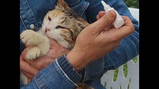 علاج فطريات الاذن (عث الاذن) عند  القطط و علاج امراض العيون عند القطط الصغيرة و الكبيرة cat cats