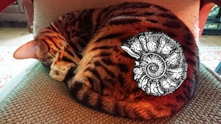 Curled Up Kitty Nini: my tail is mine…  #bangal cat by Let my cat sleep 669 views 3 years ago 48 seconds