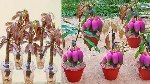 Unique Technique: Grafting Mango Tree Using Aloe Vera growing faster and Has Many Fruits
