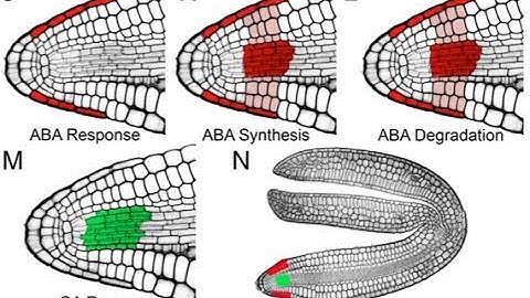 George Bassel talks to GARNet about a recent PNAS paper.