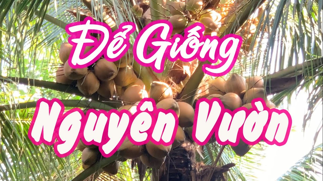 Để giống nguyên vườn 2025. Vườn xiêm đỏ chỉ tuyển những cây đạt chuẩn giống loại 1 để giống.