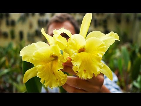 Video: Orchidee Im Winter Pflegen: Wie Pflegt Man Sie Im Winter Zu Hause, Wenn Sie Auf Der Fensterbank Steht? Die Optimale Temperatur Für Die Orchidee. Kann Es Transportiert Werden?