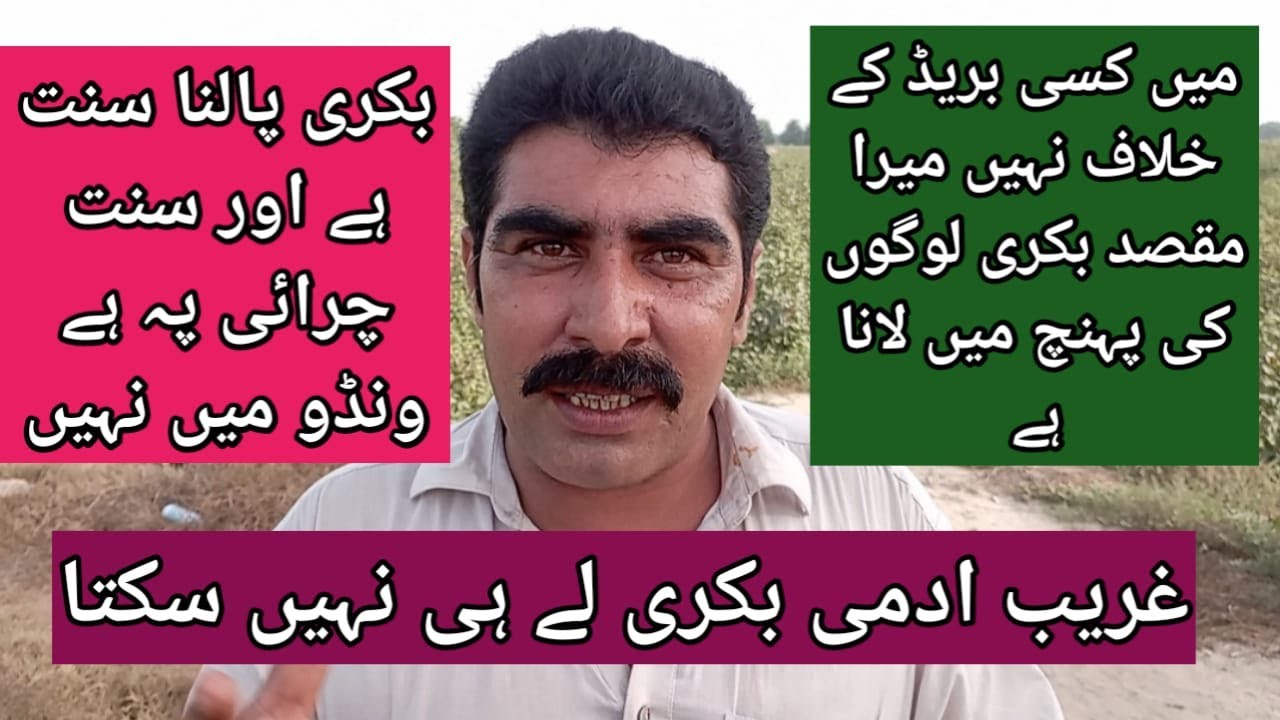 بکری غریب کی بھینس تھی لیکن لوگوں نے اس کو محل کی ملکہ بنا دیا