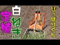 白ねぎ定植祭り！ひっぱりくん使い方説明など 19/5/12＃675