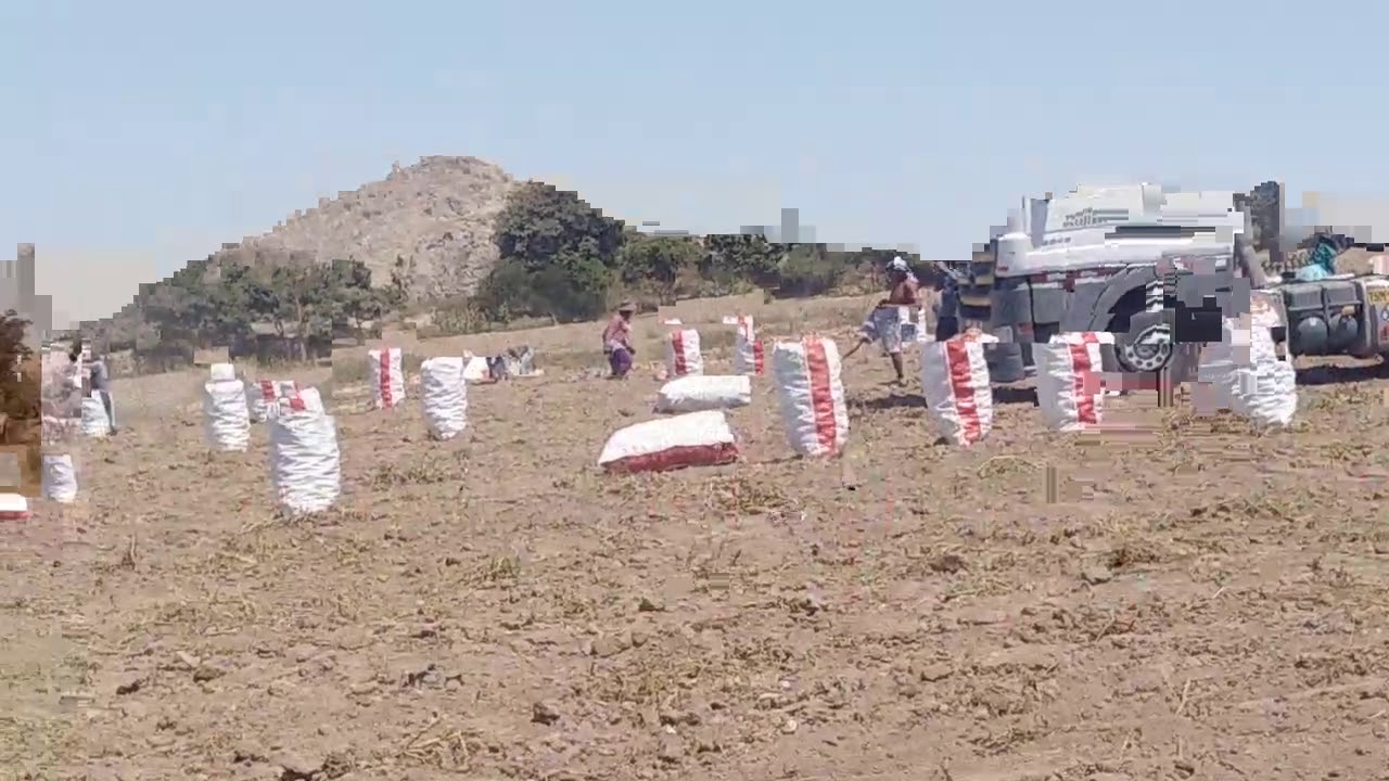 Cosecha.de papa en.nasca Perú