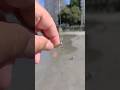 Chicote #viral #pesca #fishing