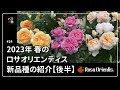 #24 2023年 春のロサオリエンティス 新品種の紹介【後半】