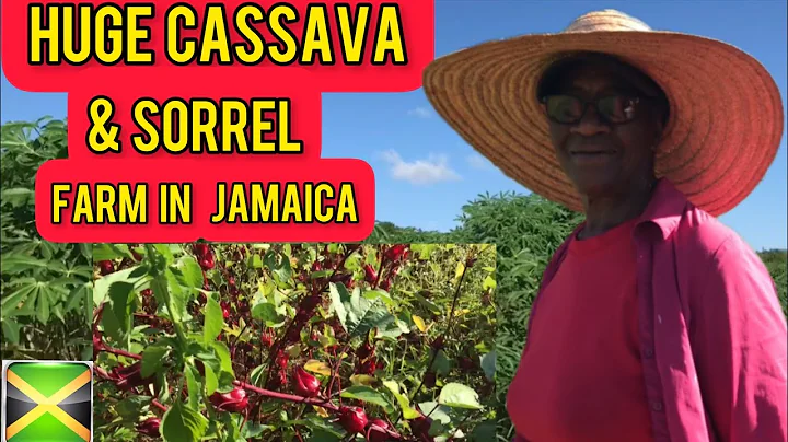 HUGE CASSAVA FARM IN JAMAICA FARMING FOR OVER 40 Y...