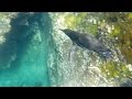 Snorkeling in the Galapagos - 2015-11-23