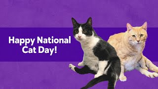 Happy National Cat Day!