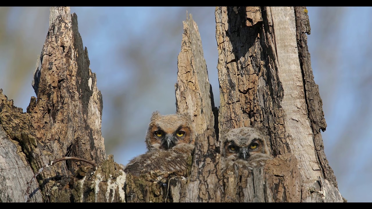 Great Horned Owlets 