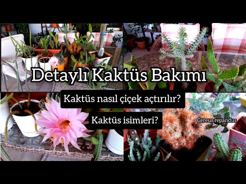 Video: Ay Kaktus Bitkiləri - Ay Kaktusunu Necə Yetişdirmək olar