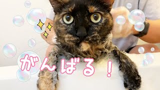 良い子すぎて感動するサビ猫モモちゃんのシャンプー!