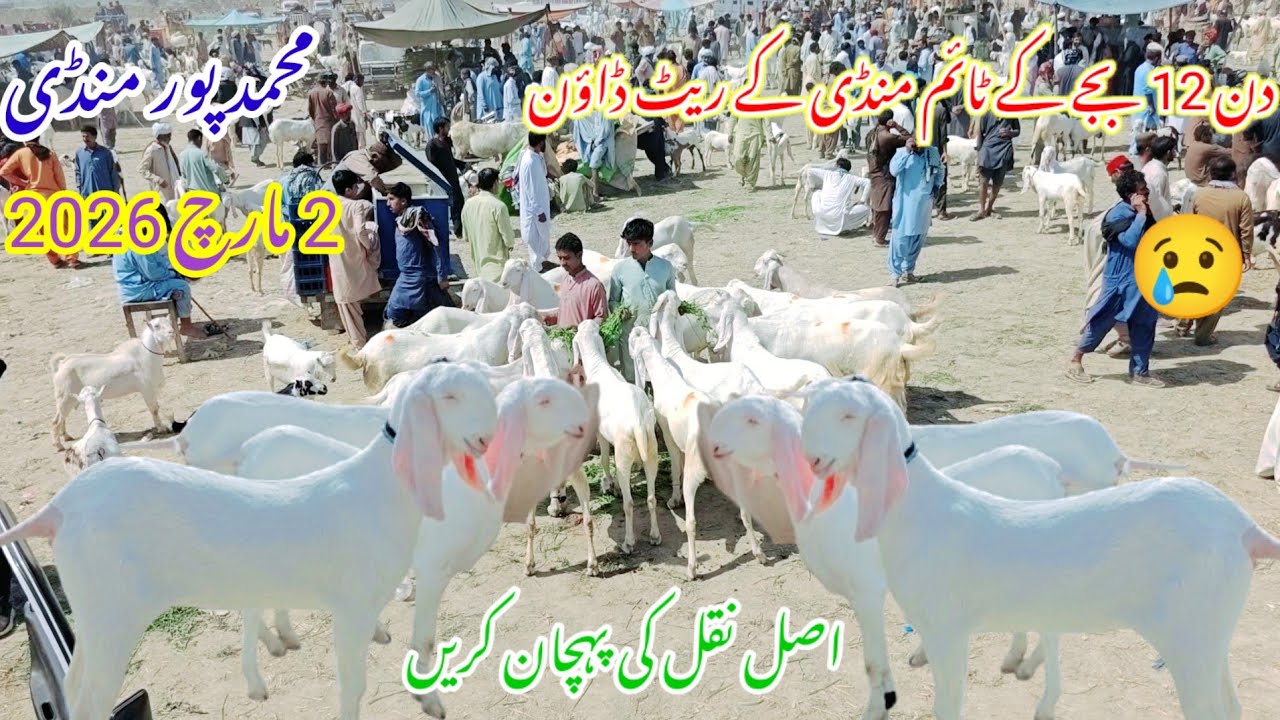 2 March 2026 mohammadpur Bakra mandi Pakistan دن 12 بجے کے ٹائم منڈی ...