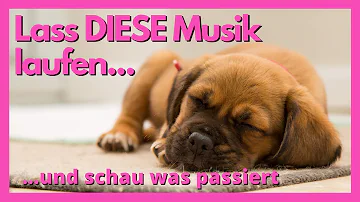 Wie schlimm ist laute Musik für Hunde?