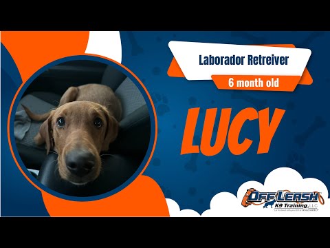 Lucy, Labrador Retriever, 6 months, after board and train at Off Leash K9 Training Clarksville