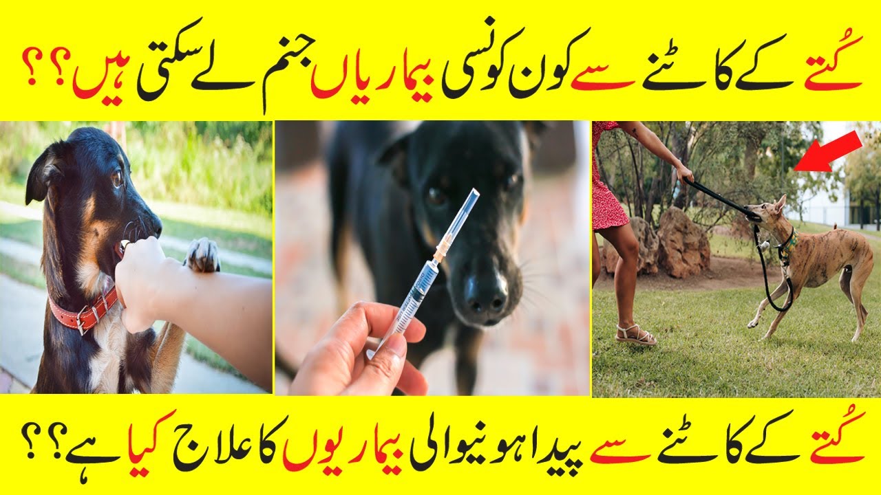 Kutte Ke Katne Se Kya Hota Hai Aour Konsi Bemaari Janam Leyti Hai