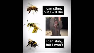 Wasps be like 😈 Wasps be like 😈