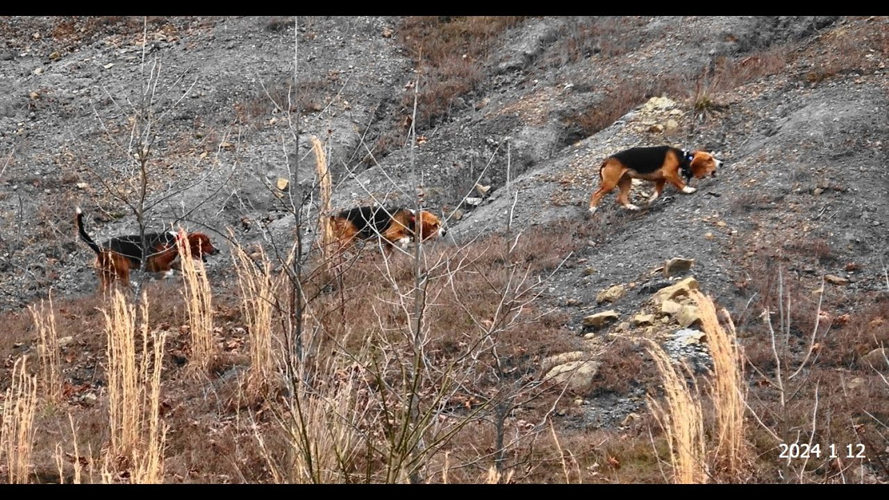 Skyview's Beagles Rabbit Hunting With Jackson Mills Jackson In What ...