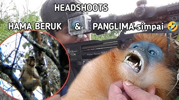Berburu Hama Beruk & Simpai Sumatra // KILL THE MONKEY APEST .‼️