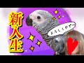 我が家に新入生が来ました!!新しい家族のお迎え。ヨウムです!!
