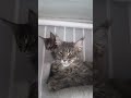 По погоде подпишись рек топ рекомендации тренды шортс хочуврек кот юмор прикол Shorts По погоде подпишись рек топ рекомендации тренды шортс хочуврек кот юмор прикол Shorts