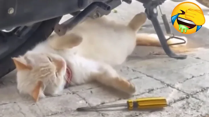 Video 11777621: adorable hilarious cat, laugh funniest cats