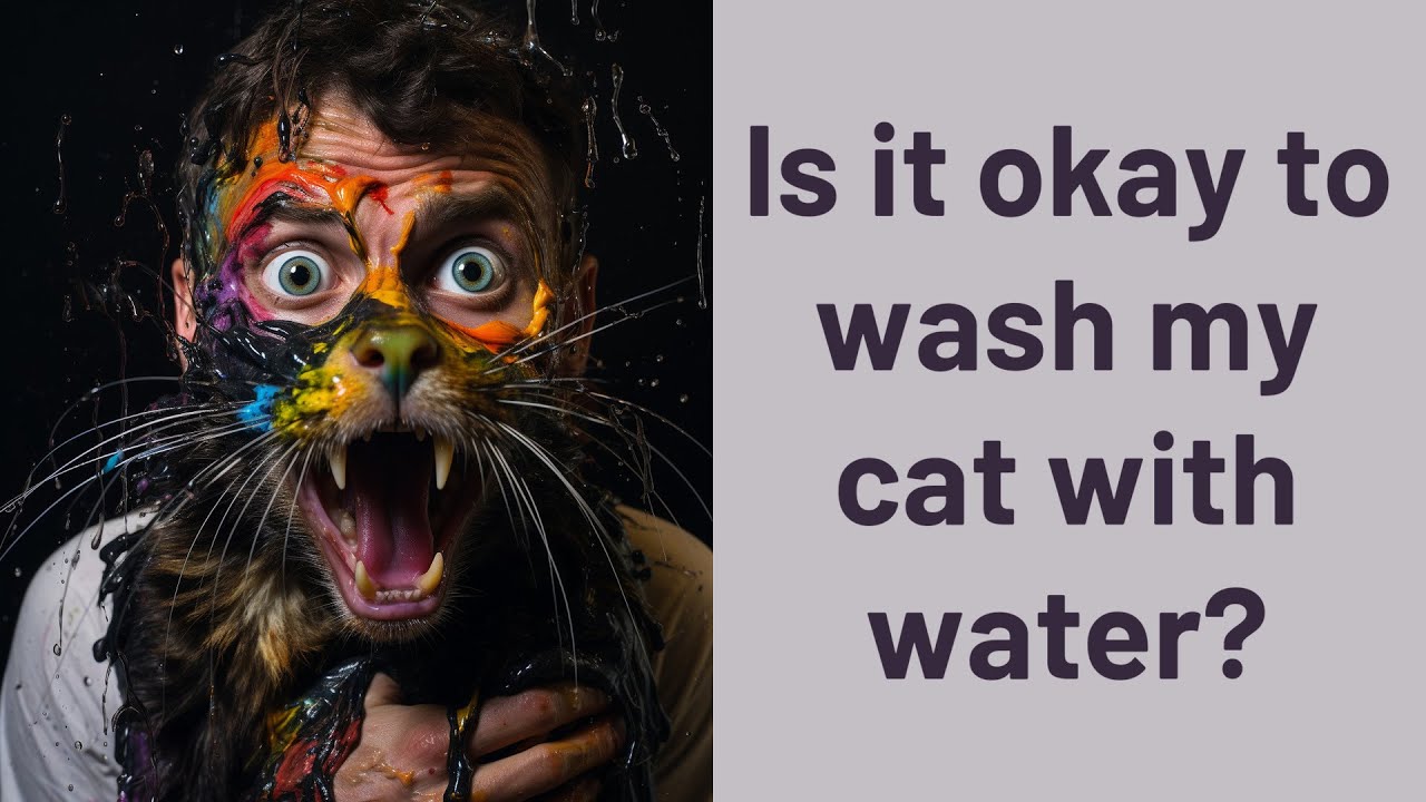Is It Okay To Wash My Cat With Water YouTube how-to-bathe-a-cat