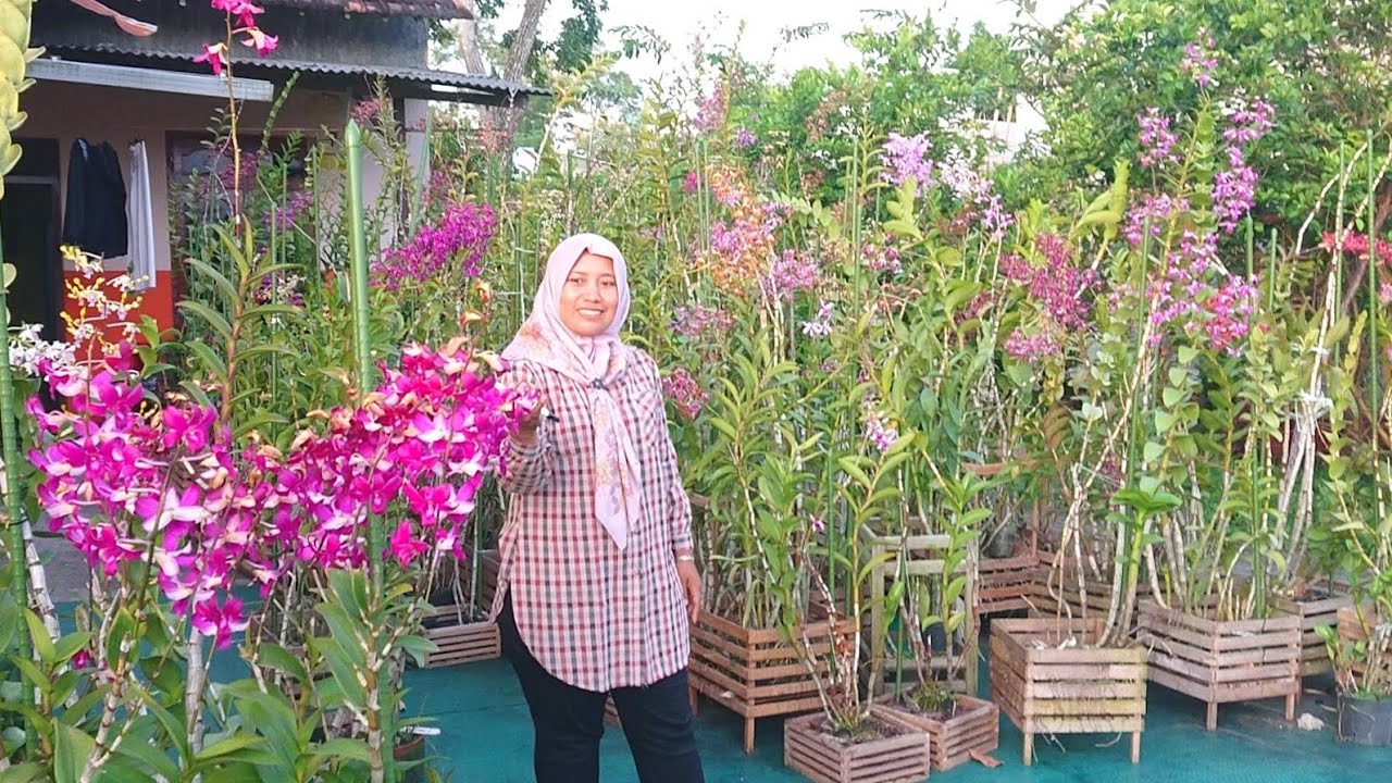 Ready asli Full sun full rain anggrek di harga murah sampai sultan, rimbun berbunga super koleksi 