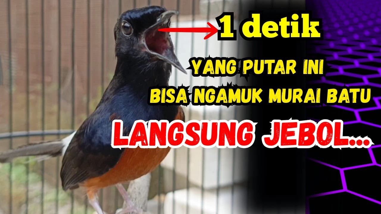 1 DETIK🔥 PANCINGAN MURAI BATU GACOR MURAI APAPUN LANGSUNG IKUT NYAUT BUNYI  GACOR