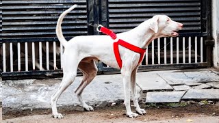 Rajapalayam Dog Aggression | Barking | Guarding Skills | இராஜபாளையம்   நாய் | Arivom Thozha