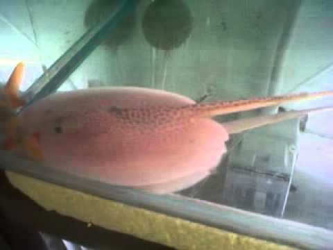 BORNEO RAYS ( dasyatis bleekeri ) - YouTube