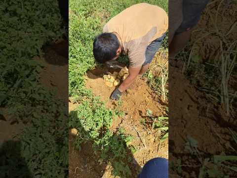 Harvesting Potatoes Simplelifeinprovince Farming Harvestingpotatoes