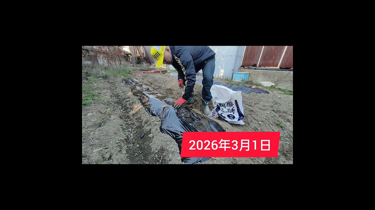 2026年3月1日　ジャガイモ植えました。