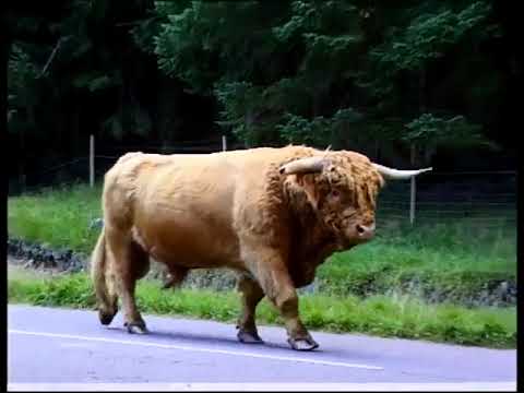 Highland Cows Walking On The Road On Visit To Glencoe In The Highlands Of Scotland