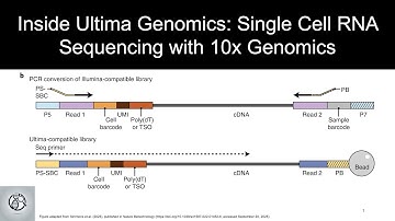 Inside Ultima Genomics: Single Cell RNA Sequencing with 10x Genomics
