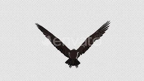 Western Osprey - 4K Flying Loop - Back View | Motion Graphics - Envato elements