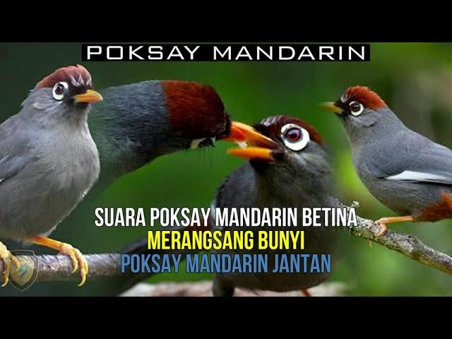 SUARA POKSAY MANDARIN BETINA! COCOK UNTUK PANCINGAN POKSAY HONGKONG JANTAN AGAR IKUTAN BUNYI - YouTube