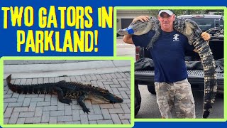 Two Gators in Parkland