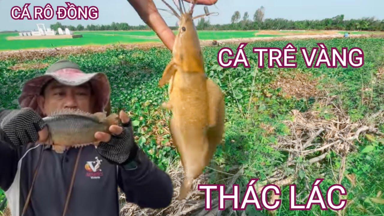 Câu Cá Rô Đồng, Một Ngày Mỏi Tay Với Mấy Em HUGO Giật Đã Tay @SangHuynhVlog 