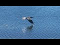 Anhinga in flight