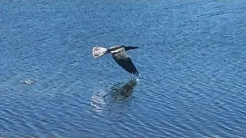 Anhinga in Flight - DayDayNews