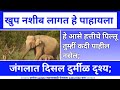 जंगलात दिसलं अत्यंत दुर्मीळ दृश्य; जुळ्या पिल्लांसोबत फिरताना दिसली हत्तीण।two baby elephants