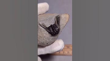 Spiny Leonaspis Trilobite Fossil from Morocco #fossils #science #paleontology #geology #trilobite