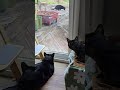 Indoor Cats Max and Teddy Watch Feral Cat Socks Eat #rescuecats #brothers
