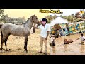 Horse 🐎 Lany ky Leay Faisalabad Mandi Ponch Gy 😍 Big Surprise Coming Soon🔜….